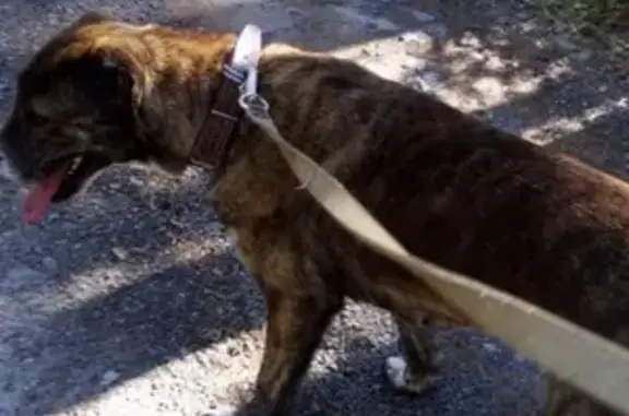 Пропала собака Кайма в Борковке, Нижегородская область