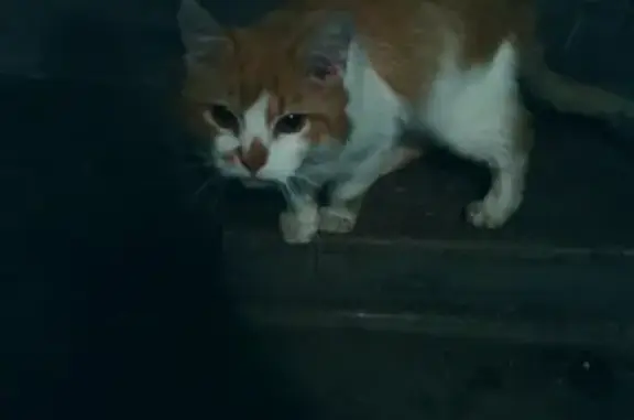 Найден рыже-белый кот на ул. Софьи Ковалевской в СПб