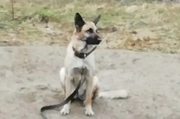 Найдена собака в Мурманске на ул. Свердлова