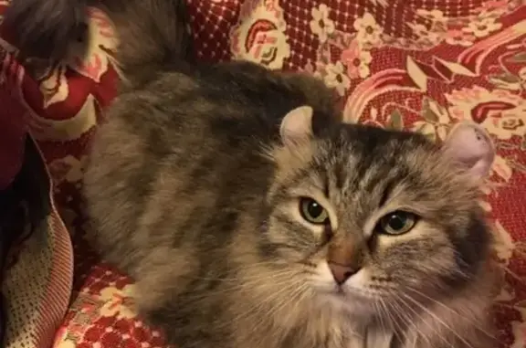Найдена породистая кошка на Вторчермете