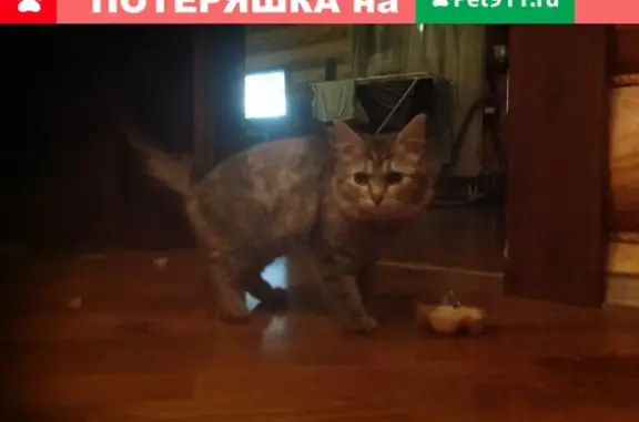 Найдена кошка в Трубино, Московская область