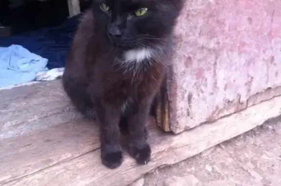 Пропала кошка в Туймазах, район военкомата, на трех лапках.