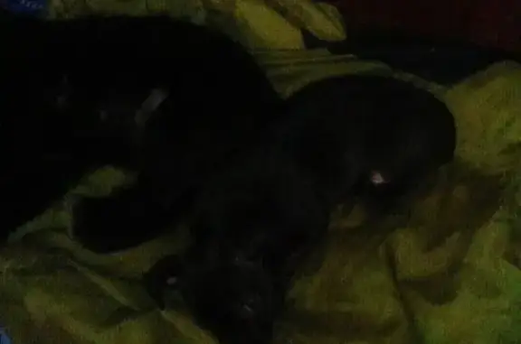 Потерянные животные Уруссу, фото: Пропал щенок Арчи в Уруссу: нужна помощь!