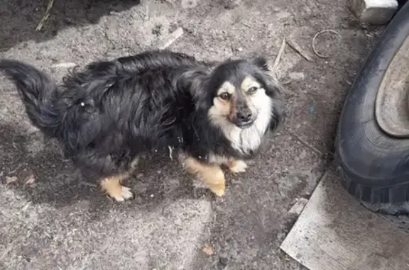 Найдена собака на Новостройке, ищут хозяев