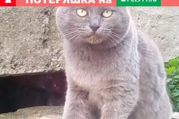 Найдена кошка в Советском районе, тел. Владимир