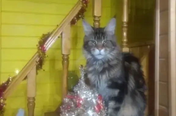 Пропала кошка в деревне Высоково, Московская область
