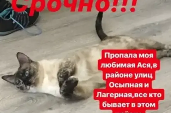 Пропала кошка в Костроме на Осыпной и Лагерной ‼