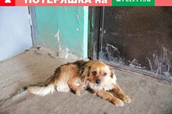 Найдена собака в Зубчаниновке, ищем хозяина