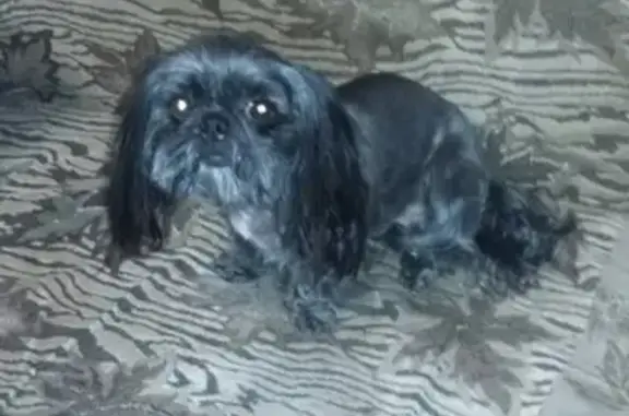 Собаки потеряшки, Иваново, фото: Потеряшка собака в Иваново, шуйское направление