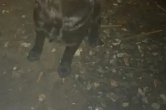 Пропала собака в Западном районе Кургана