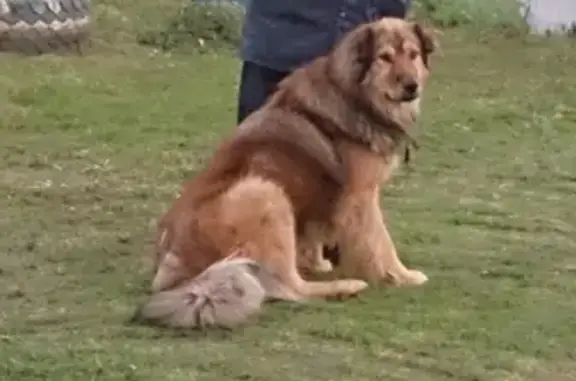 Найдена собака в деревне Липки, Николо-Кормский район