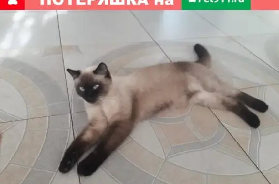 Пропала кошка в Торопово-Заречье, Московская обл.