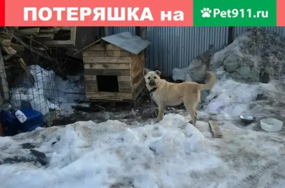 Пропала собака на Заводском шоссе, Самара.