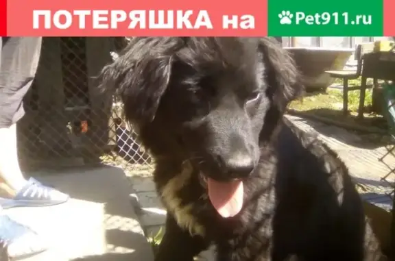 Найден черный щенок в ошейнике (В.Пышма, Свердл.обл.)