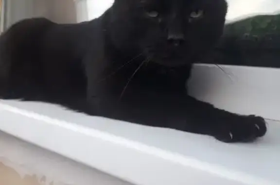 Найден чёрный кот в районе кладбища в Лысьве