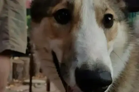 Собаки потеряшки, Тверь, фото: Потеряшка собака Вьюга в Твери, микрорайон Соминка