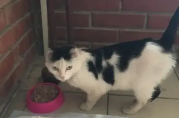 Найдена кошка на Розы Люксембург 101 в Томске