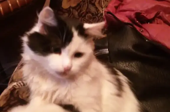 Пропала черно-белая кошка в Звенигороде, район Поречье