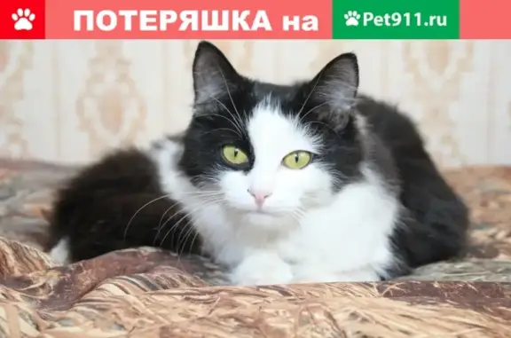 Найдена кошка на улице Мамонтова, ищем хозяев или новый дом.