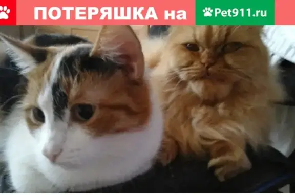 Пропал кот Лев на улице Циолковского, Миасс