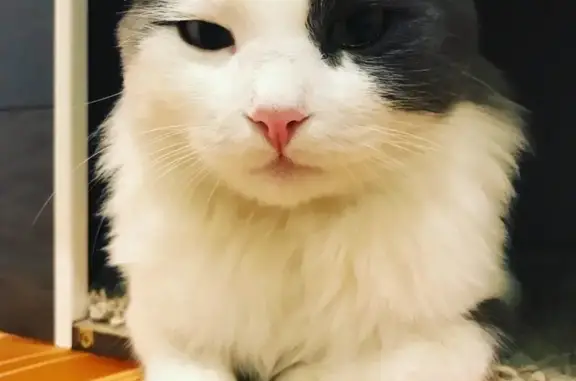 Кошки потеряшки, Москва, фото: Потеряшка кот в КП Ново-Шарапово, Москва