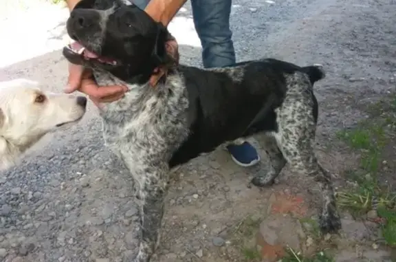 Найдена собака в Ставрополе, Россия