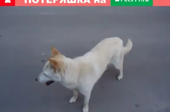 Собака найдена в Люберцах, контактный номер: 8 915 123 55 71