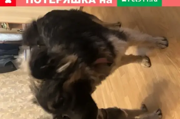 Собака найдена в Москве, нагатино садовники