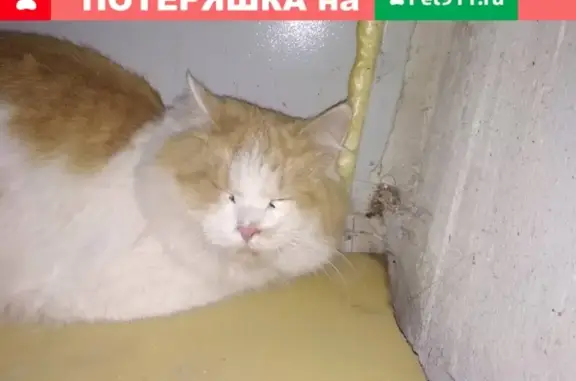 Найдена напуганная кошка в Набережных Челнах, РТ, Россия