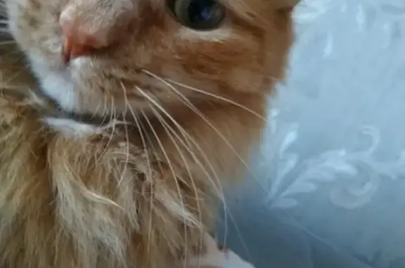 Потерянные животные Ульяновск, фото: Пропали кошка и кот в Засвияжском районе.