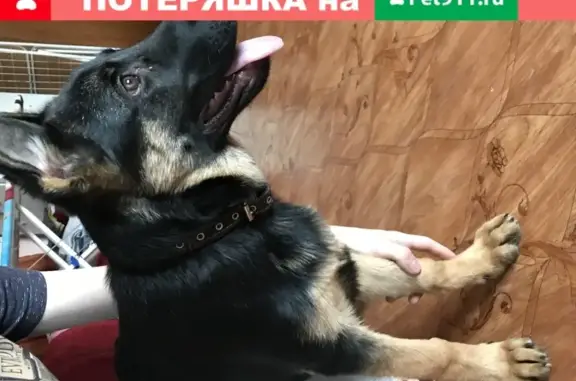 Найдена собака на ул. Красноармейской в Чите