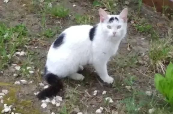Найдена стерилизованная кошка в деревне Титовская