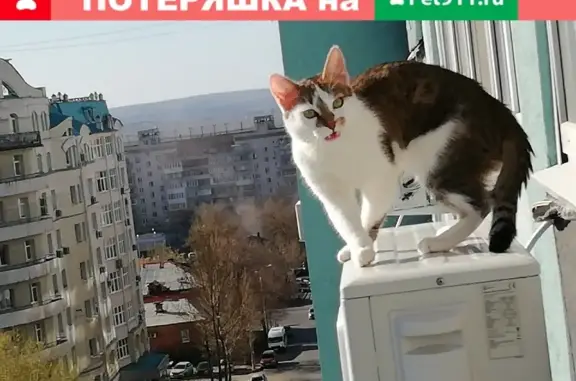 Пропала кошка Гази на Ленинской, 302, Самара