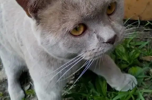 Найдена кошка во дворе в Томске.