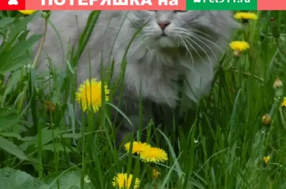 Найдена кошка на ул. Карла Маркса, Ижевск