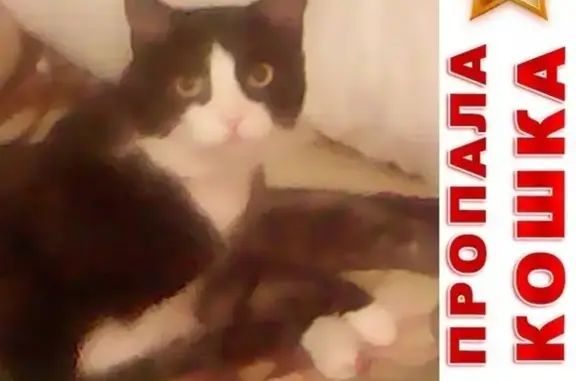 Кошки потеряшки, Геленджик, фото: Потеряшка кошка Маркиз в районе набережной пляжа Приморье