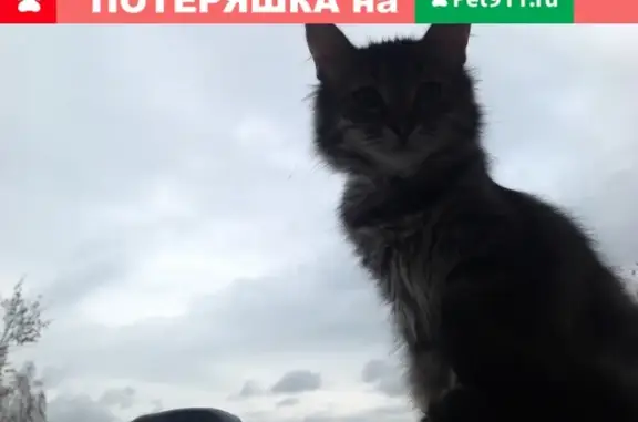 Пропала кошка Ёжик на Тарутинской улице, Калуга