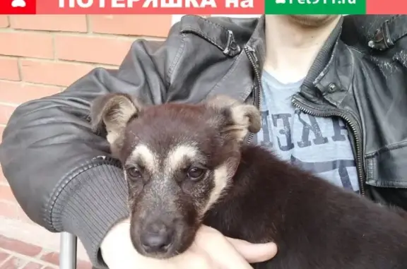 Пропала собака на ул. Кирова в Первомайском районе