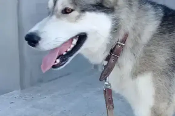 Пропала собака Байкал, район Северной горы, Калининград