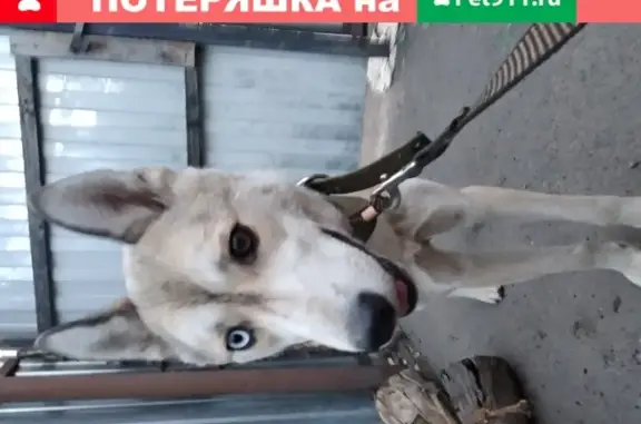Найдена собака в сквере Баратынского, Тамбов