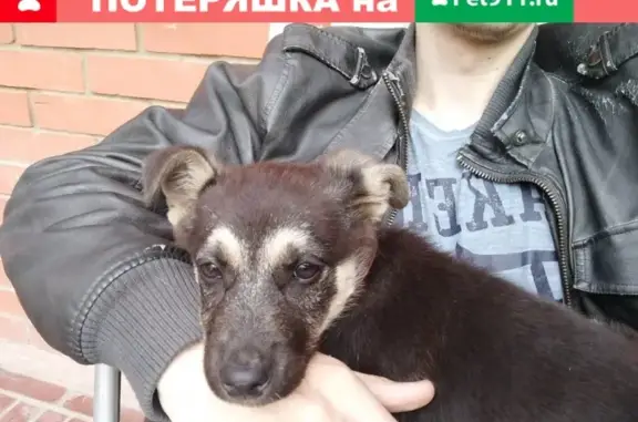 Пропал щенок на улице Кирова