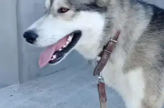 Пропал пёс Байкал в Калининграде