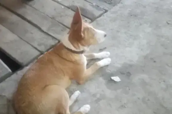 Найдена собака в районе гаражей за Магнитом в Солнечном (Саратов)