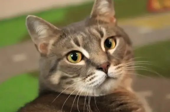 Потерянные животные Москва, фото: Пропала кошка на ул. Адмирала Макарова, Москва