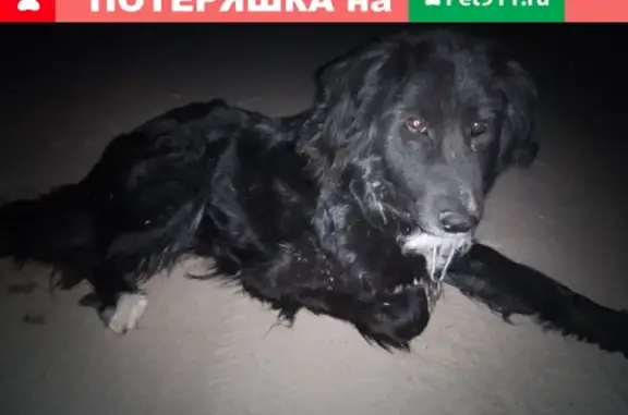Найдена собака с ошейником и карабином в Нижегородской области