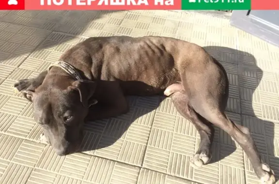 Найдена собака бойцовой породы в Москве, ищет хозяина.