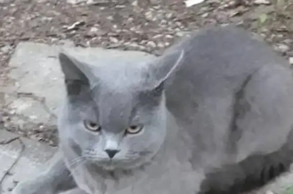 Найден британский кот в Апрелевке, ищем хозяина