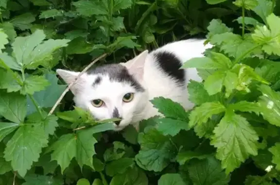 Найден бело-серый кот на ул. Старый Гай, Вешняки