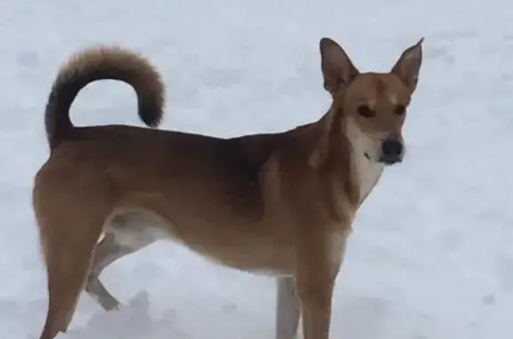 Пропала собака Пыж в Евпатории, ул. Перекопская