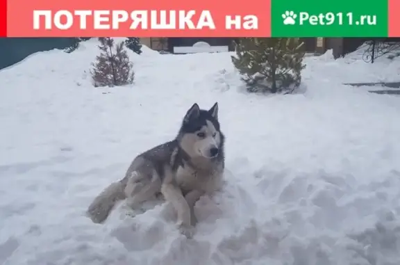 Пропала собака Хаски в Новосибирской обл., ул. Новоселов, 3.